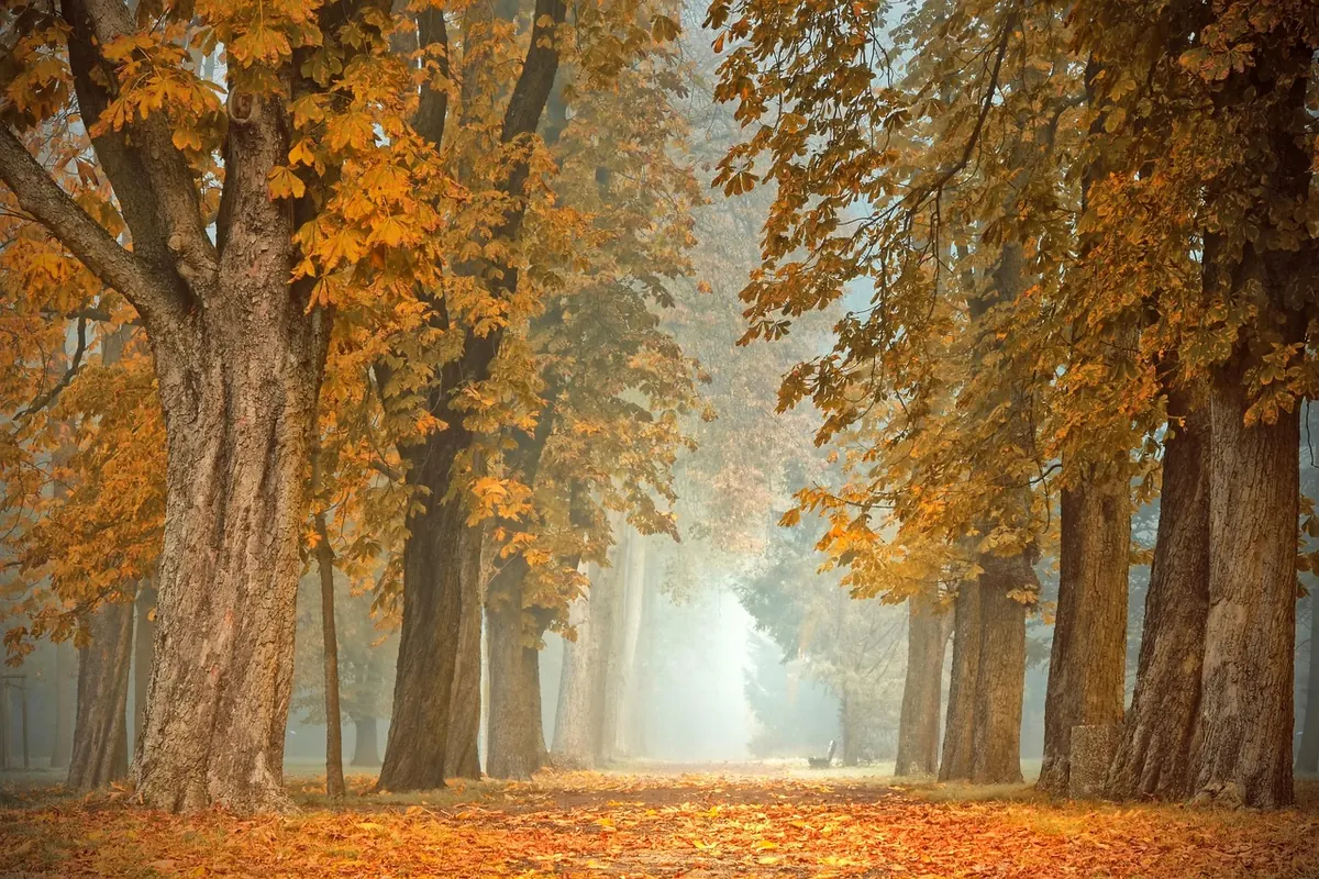 Seasonal Songwriting: Using Autumn Imagery Without Clichés